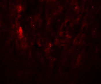 SOX10 Antibody