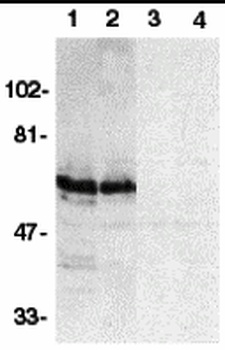 SODD Antibody