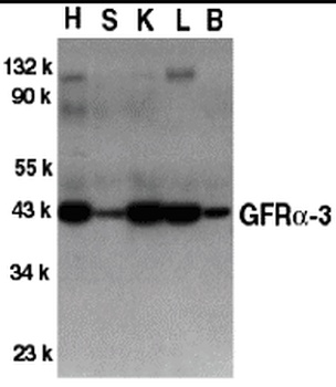 Gfra3 Antibody
