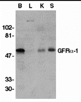 GFRA1 Antibody
