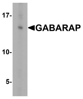 GABARAP Antibody