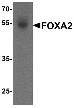 FOXA2 Antibody