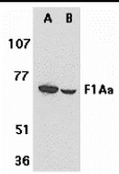F1A alpha Antibody
