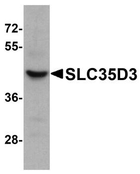 SLC35D3 Antibody