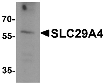 SLC29A4 Antibody