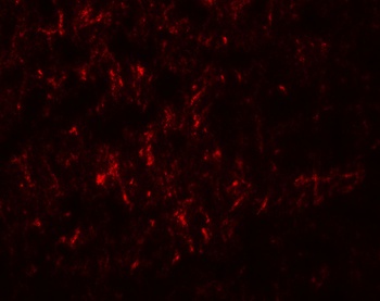 SLC29A4 Antibody