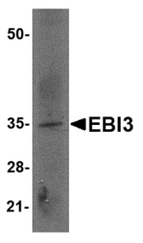 EBI3 Antibody