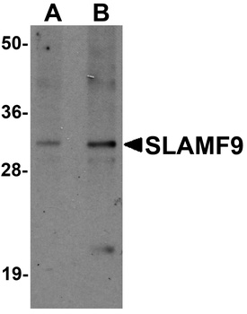 SLAMF9 Antibody