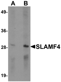 CD244 Antibody