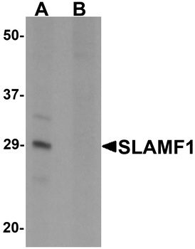 SLAMF1 Antibody