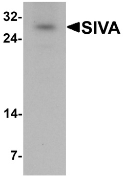 SIVA1 Antibody