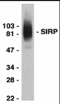 SIRPA Antibody