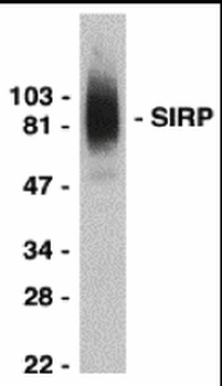 SIRP alpha Antibody