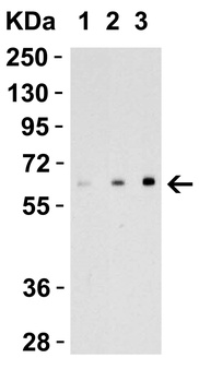 EBI3 Antibody