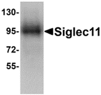 SIGLEC11 Antibody