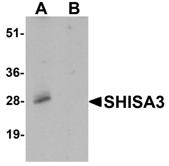SHISA3 Antibody