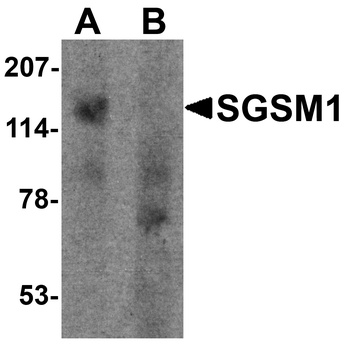 SGSM1 Antibody