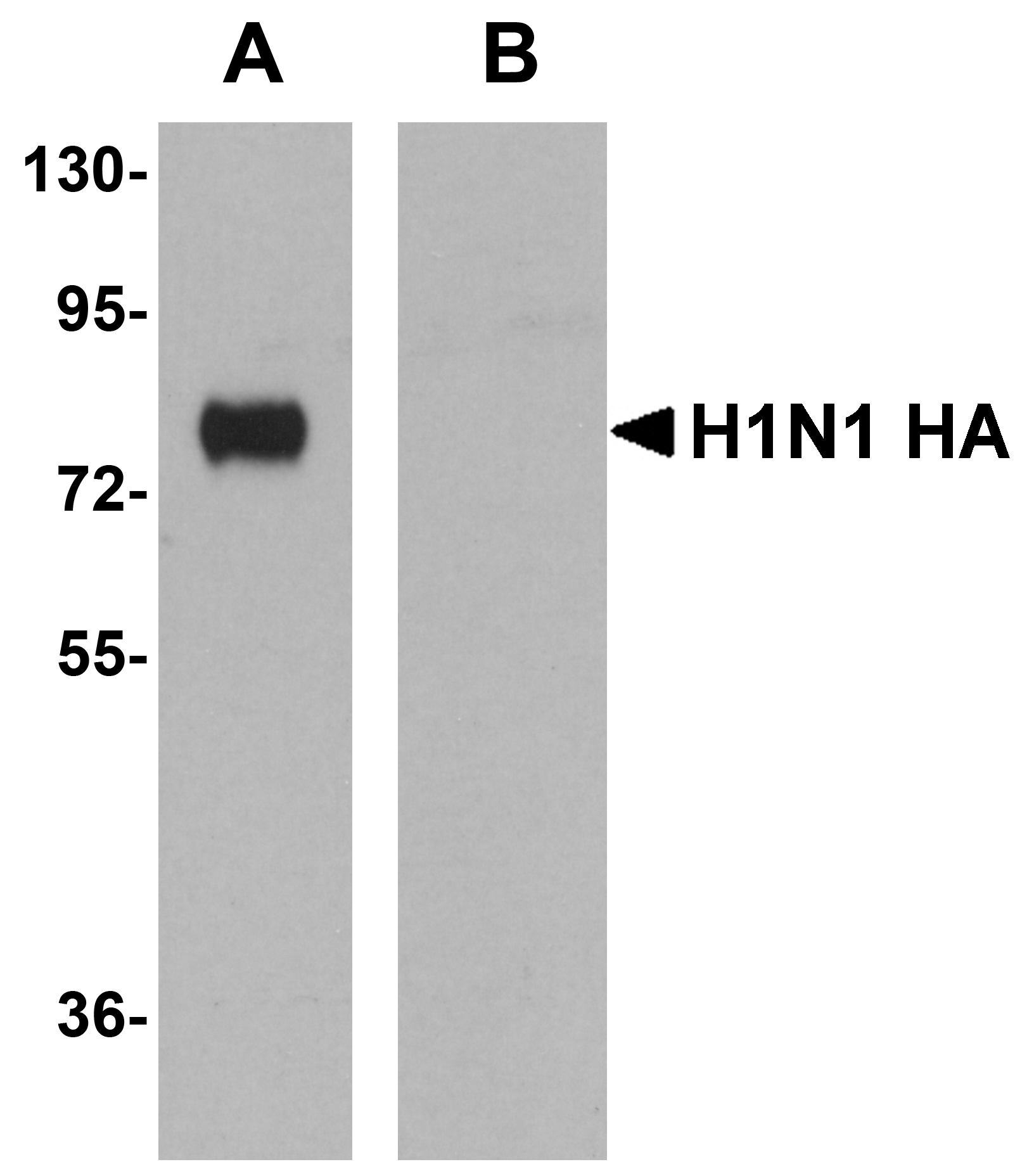 Seasonal H1N1 Hemagglutinin Antibody [7H12F6]