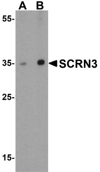 SCRN3 Antibody