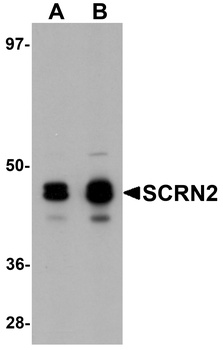 SCRN2 Antibody