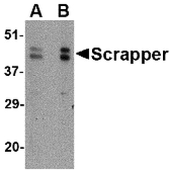 SCRAPPER Antibody