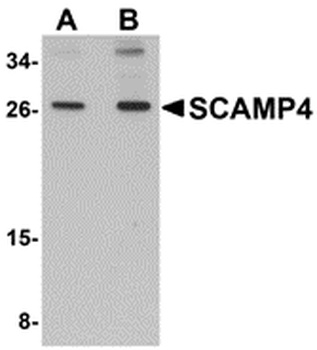 SCAMP4 Antibody