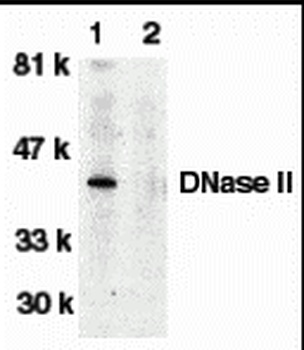 DNASE2 Antibody