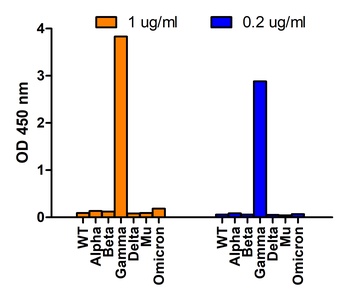 SARS-CoV-2 Spike P26S Antibody (Gamma Variant)