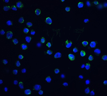 Dffb Antibody