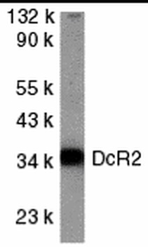 TNFRSF10D Antibody