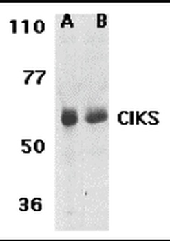 TRAF3IP2 Antibody