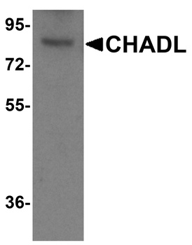 CHADL Antibody