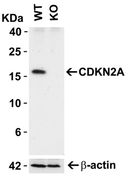 CDKN2A Antibody