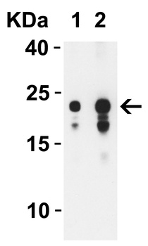 ORF3b Antibody