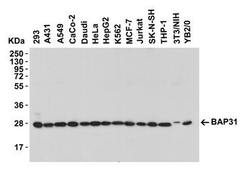 BCAP31 Antibody