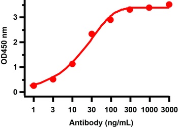 Non-structural protein 8 Antibody