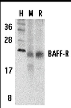 TNFRSF13C Antibody