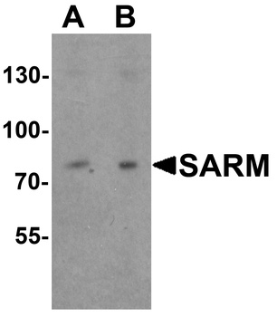 SARM1 Antibody