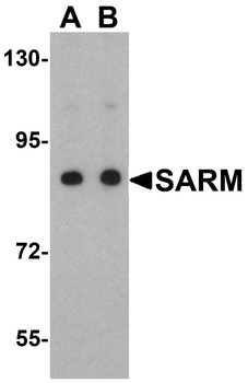 SARM1 Antibody