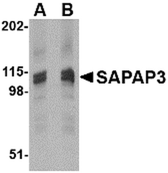 SAPAP3 Antibody