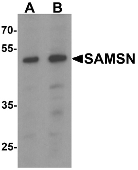 SAMSN1 Antibody