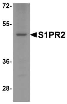 S1PR2 Antibody