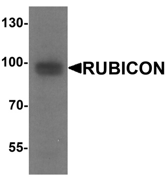 KIAA0226 Antibody