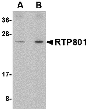 DDIT4 Antibody