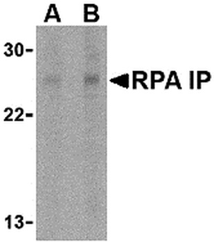 RPAIN Antibody