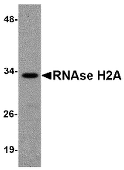 RNASEH2A Antibody
