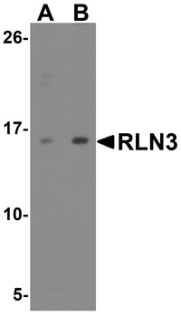 RLN3 Antibody