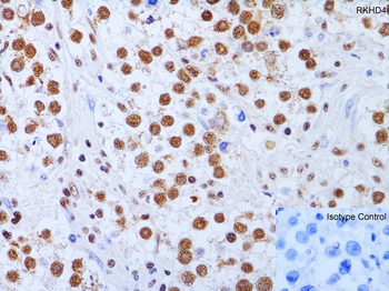 Rkhd4 Antibody