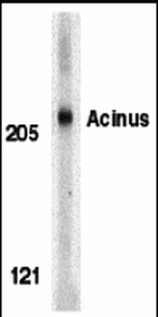 ACIN1 Antibody