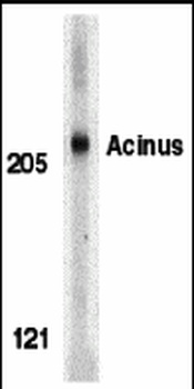 Acinus Antibody